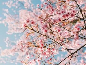 cherry blossoms